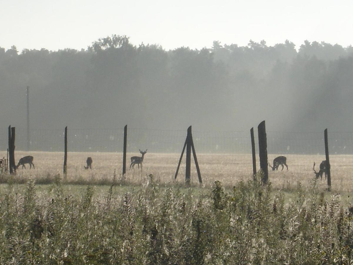 Ferienwohnung 1 Im Landhaus Am Wildpark Boek מראה חיצוני תמונה